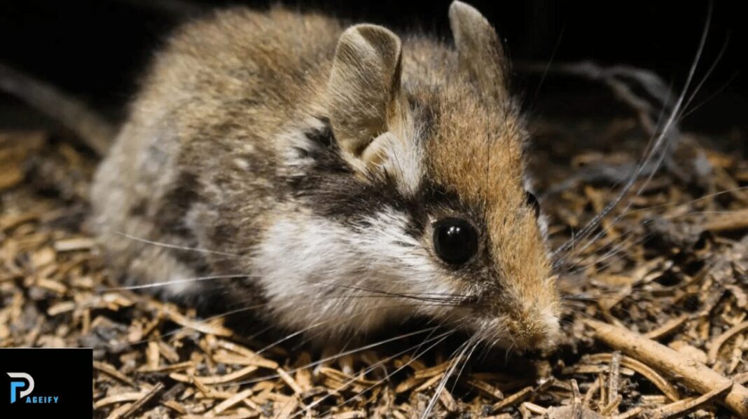 How to Get Rid of Rats in the Garden?