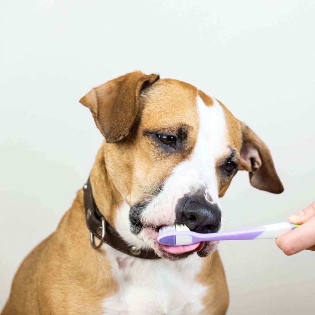 Dental Issues in Pets